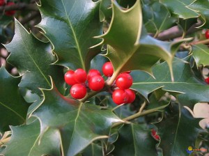 houx-visoflora-44979